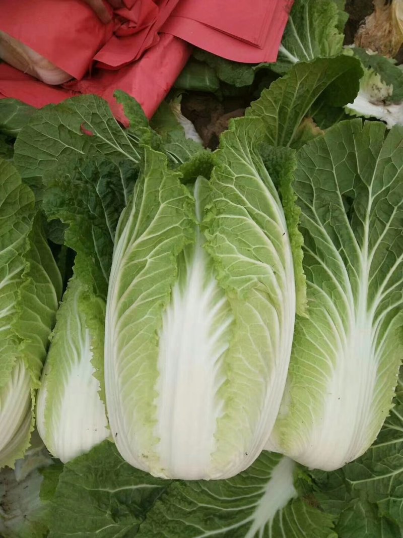 青州春季大白菜大量上市，欢迎各位老板前来咨询