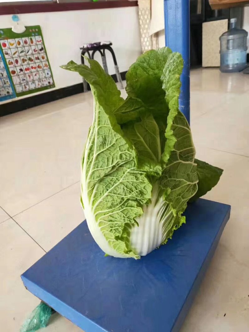 青州春季大白菜大量上市，欢迎各位老板前来咨询