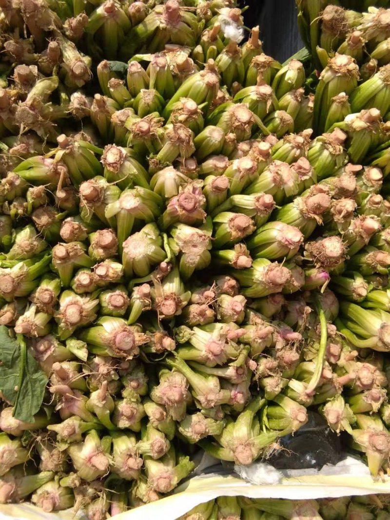 大叶菠菜，大量供应，代发全国！质量保证，欢迎合作