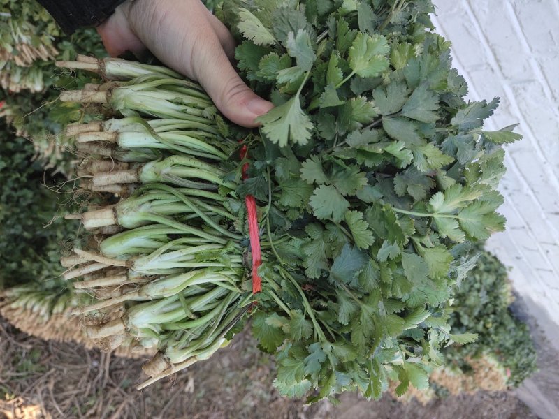 大叶菠菜，大量供应，代发全国！质量保证，欢迎合作