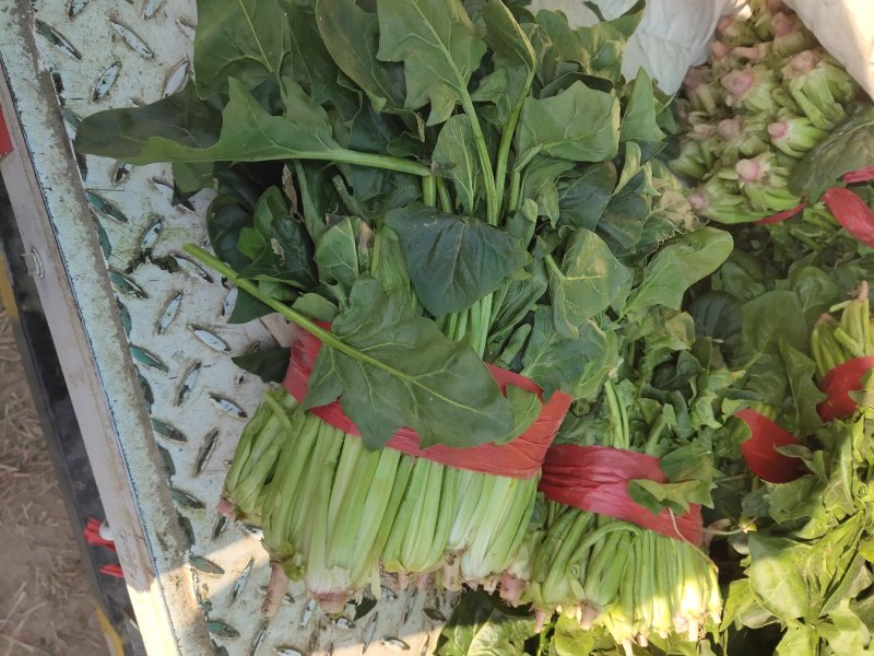 大叶菠菜，大量供应，代发全国！质量保证，欢迎合作