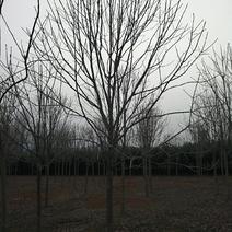 七叶树3-20公分