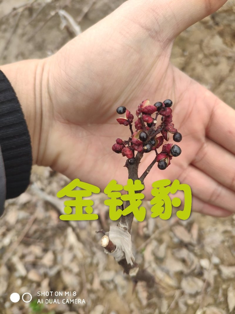 大红袍花椒麻椒武都梅花椒优选干货全国包邮货真价实