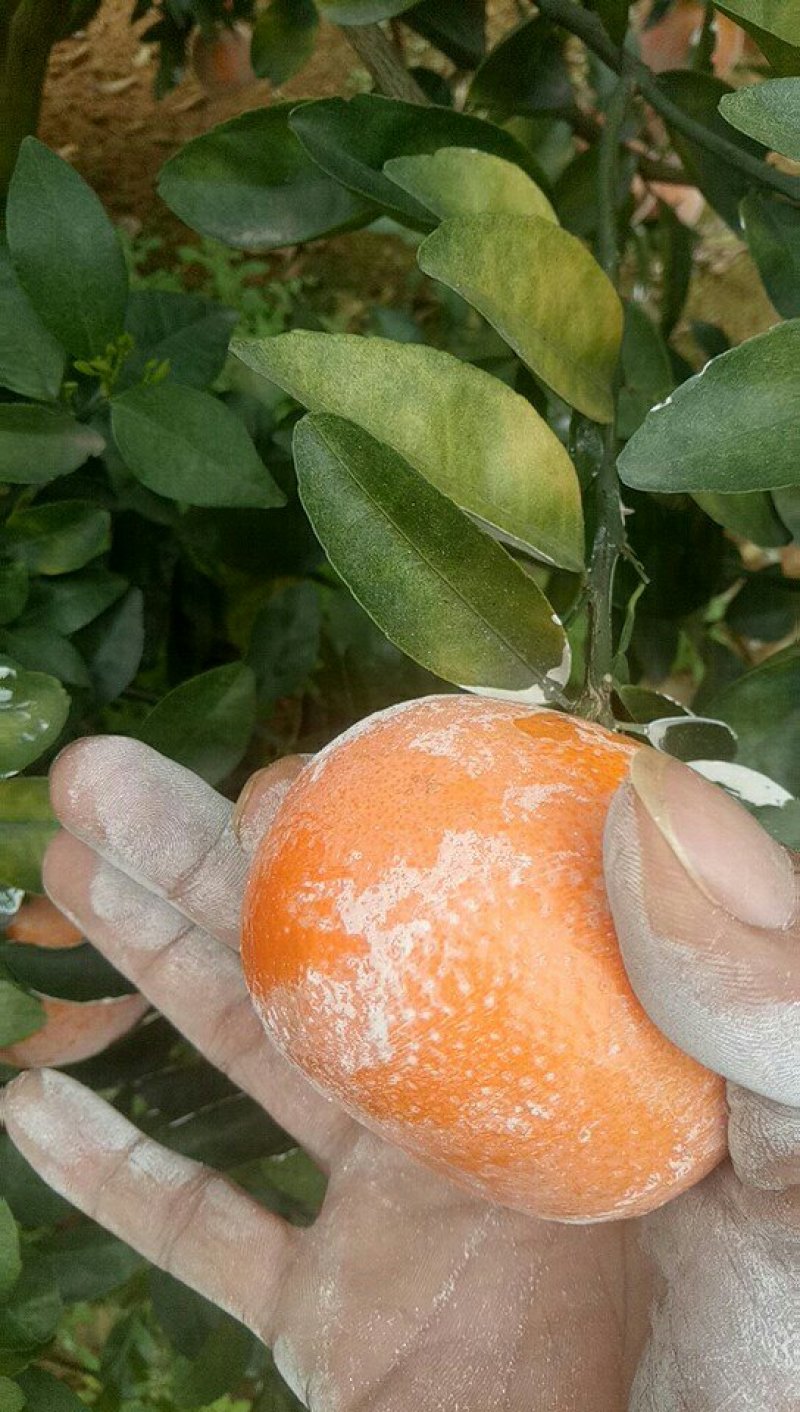 茂谷柑大量上市了