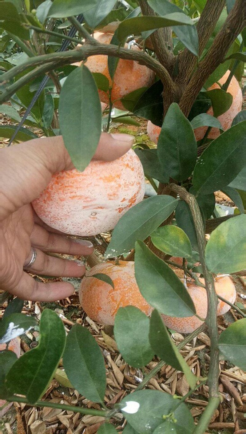 茂谷柑大量上市了
