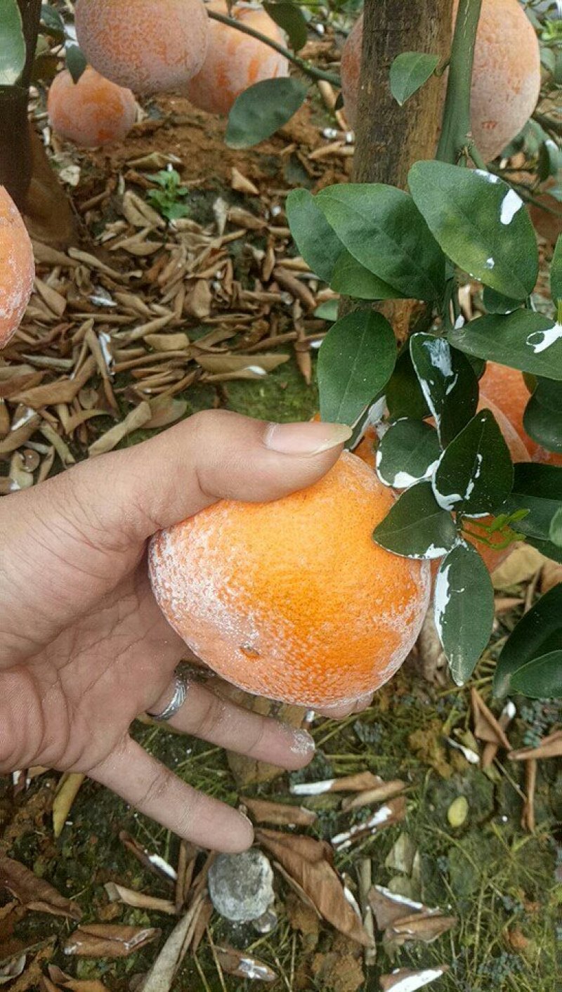 茂谷柑大量上市了