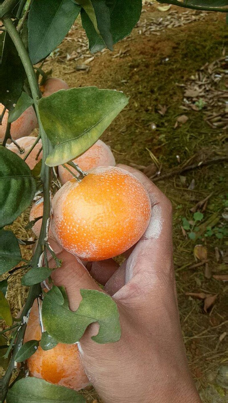 茂谷柑大量上市了
