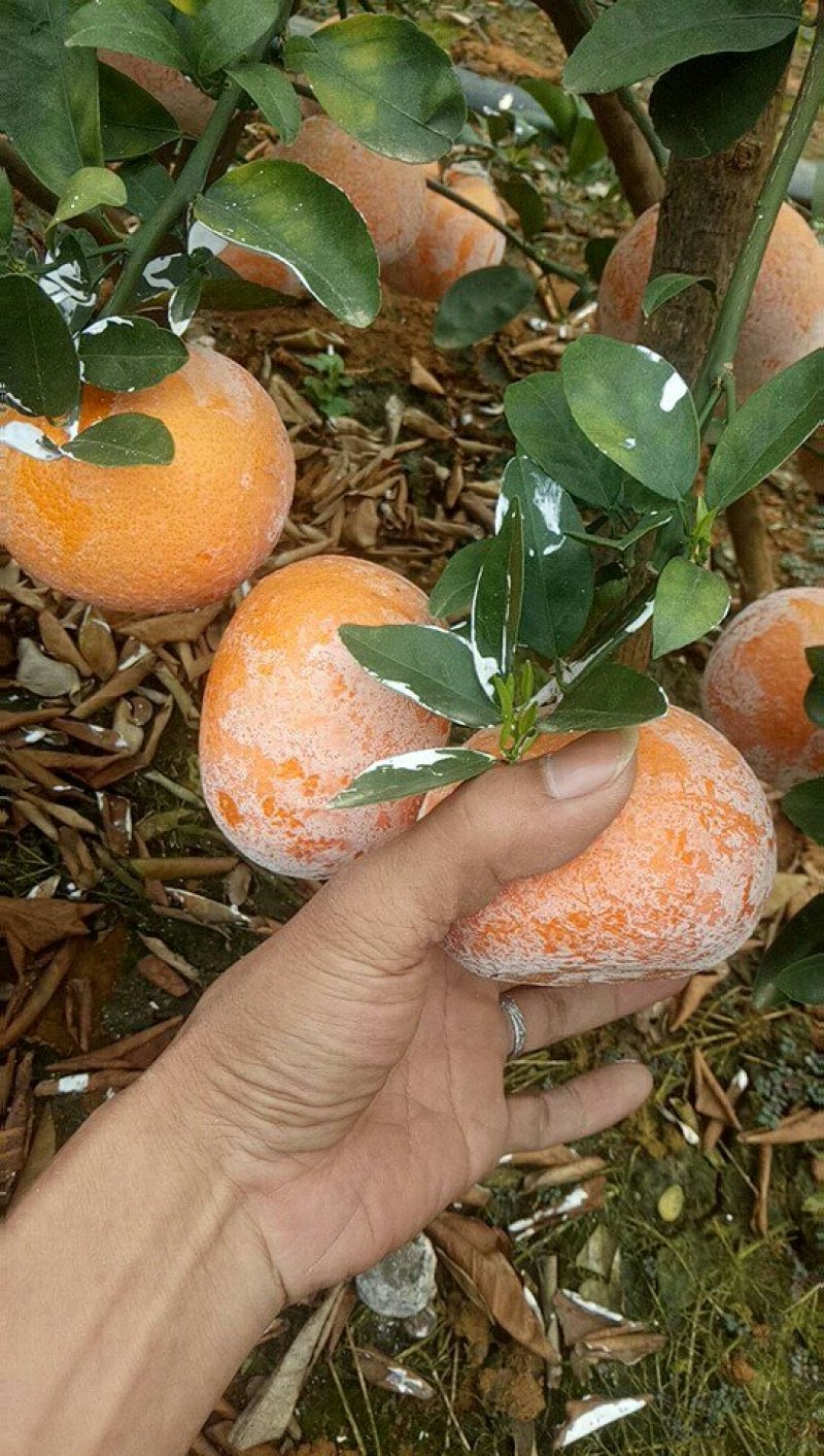 茂谷柑大量上市了