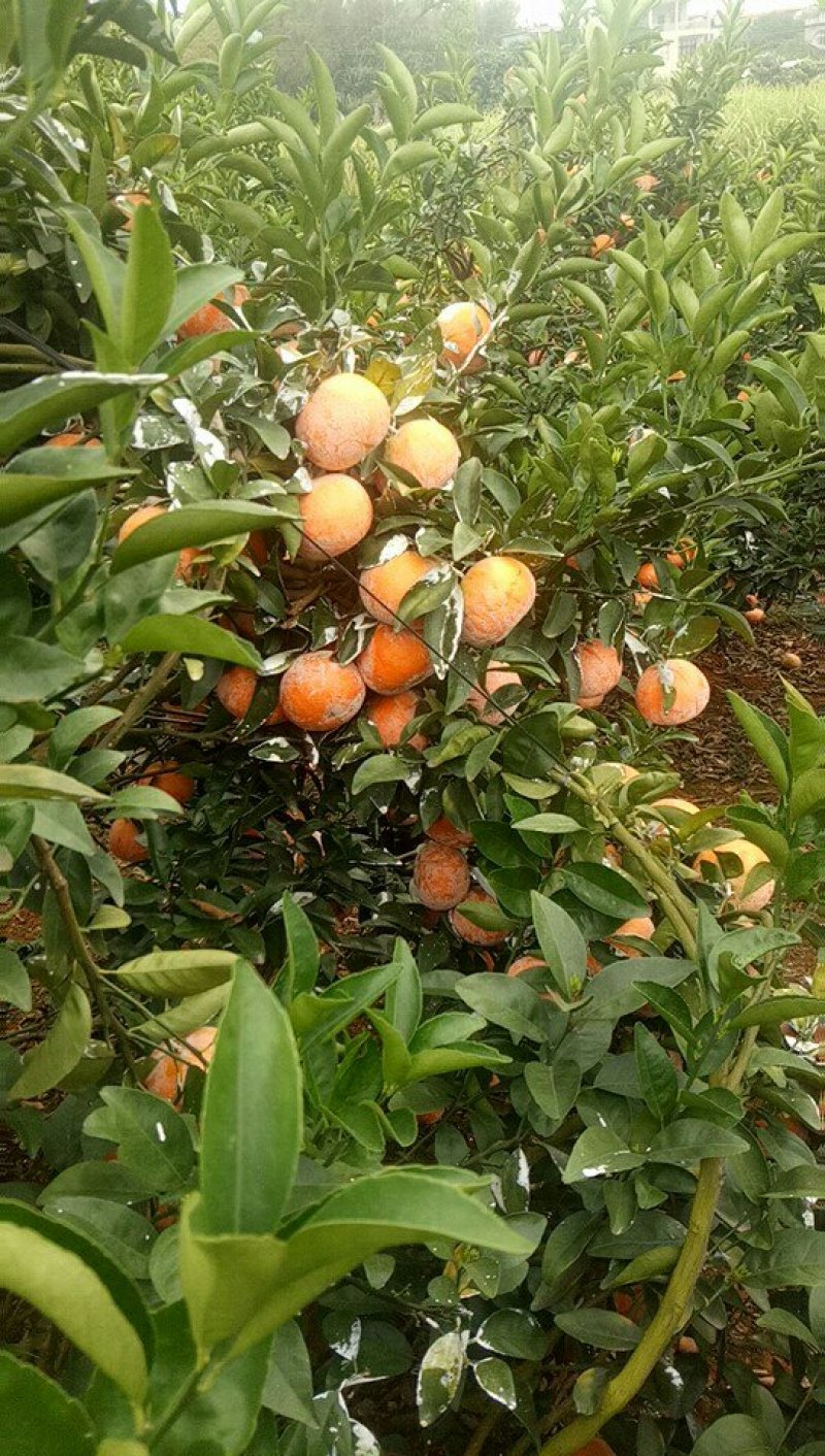 茂谷柑大量上市了