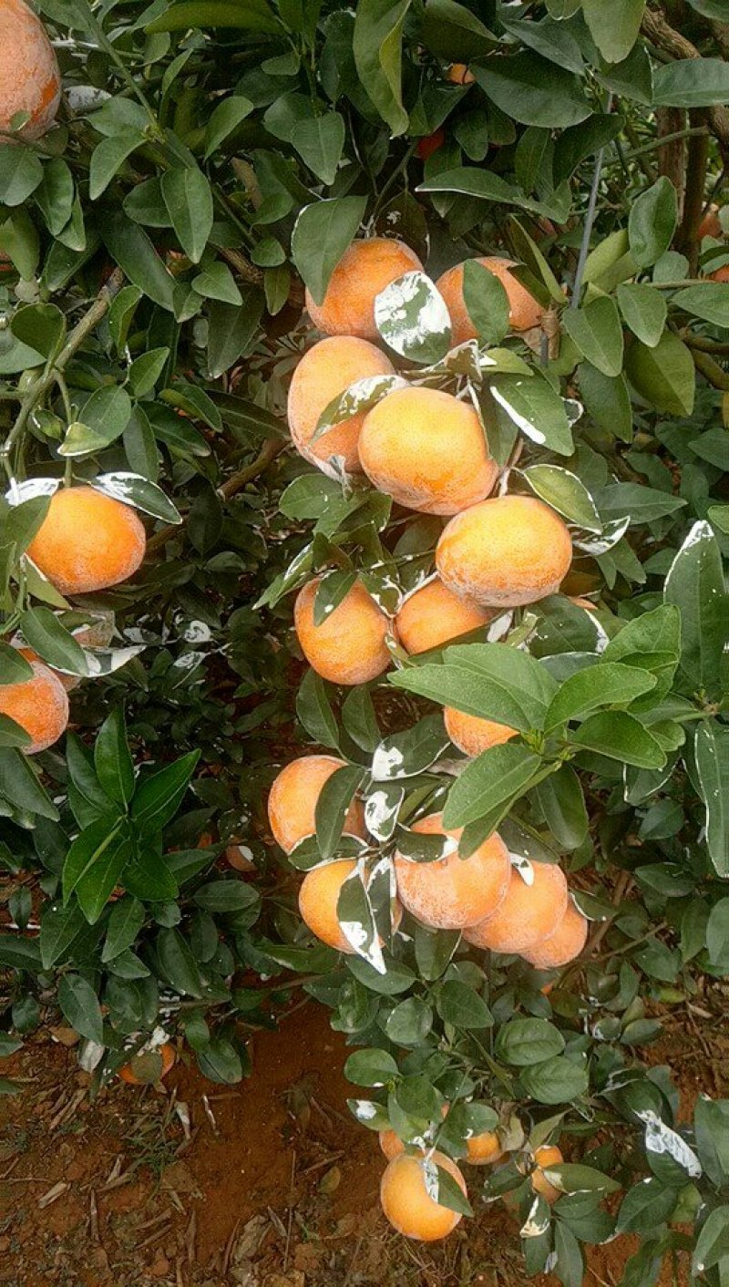 茂谷柑大量上市了