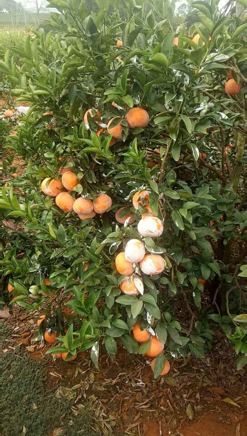 茂谷柑大量上市了