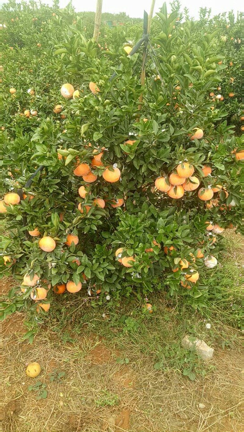 茂谷柑大量上市了