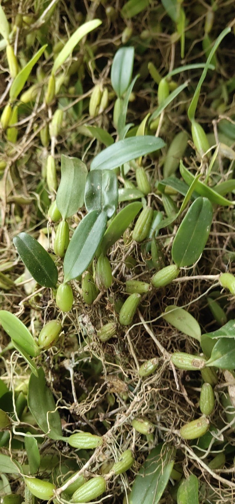 石橄榄