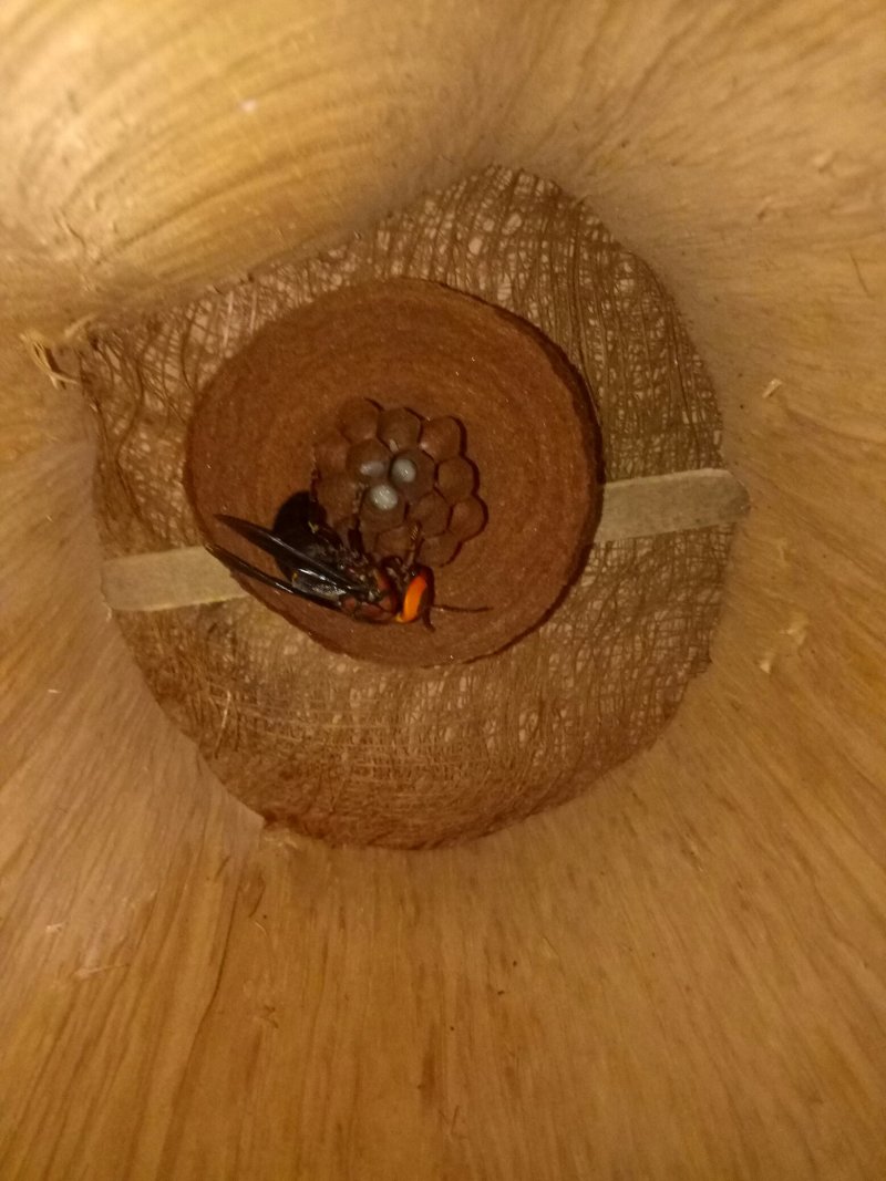 胡蜂蜂群