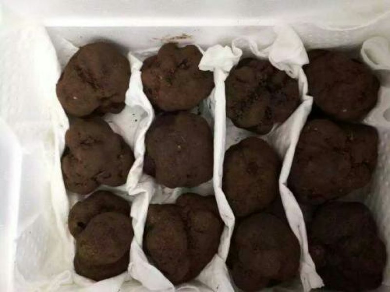 云南野生黑松露可视频看货原产地直销
