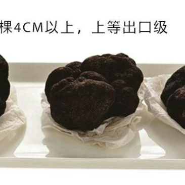 云南野生黑松露可视频看货原产地直销