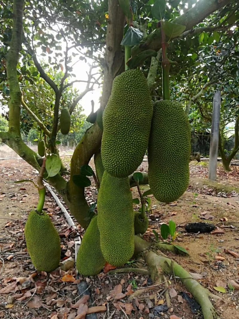 广西菠萝蜜苗正宗马来西亚一号海南菠萝蜜苗带泥发货包邮