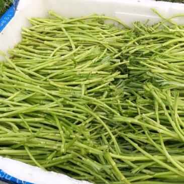 湖北荆州芦蒿