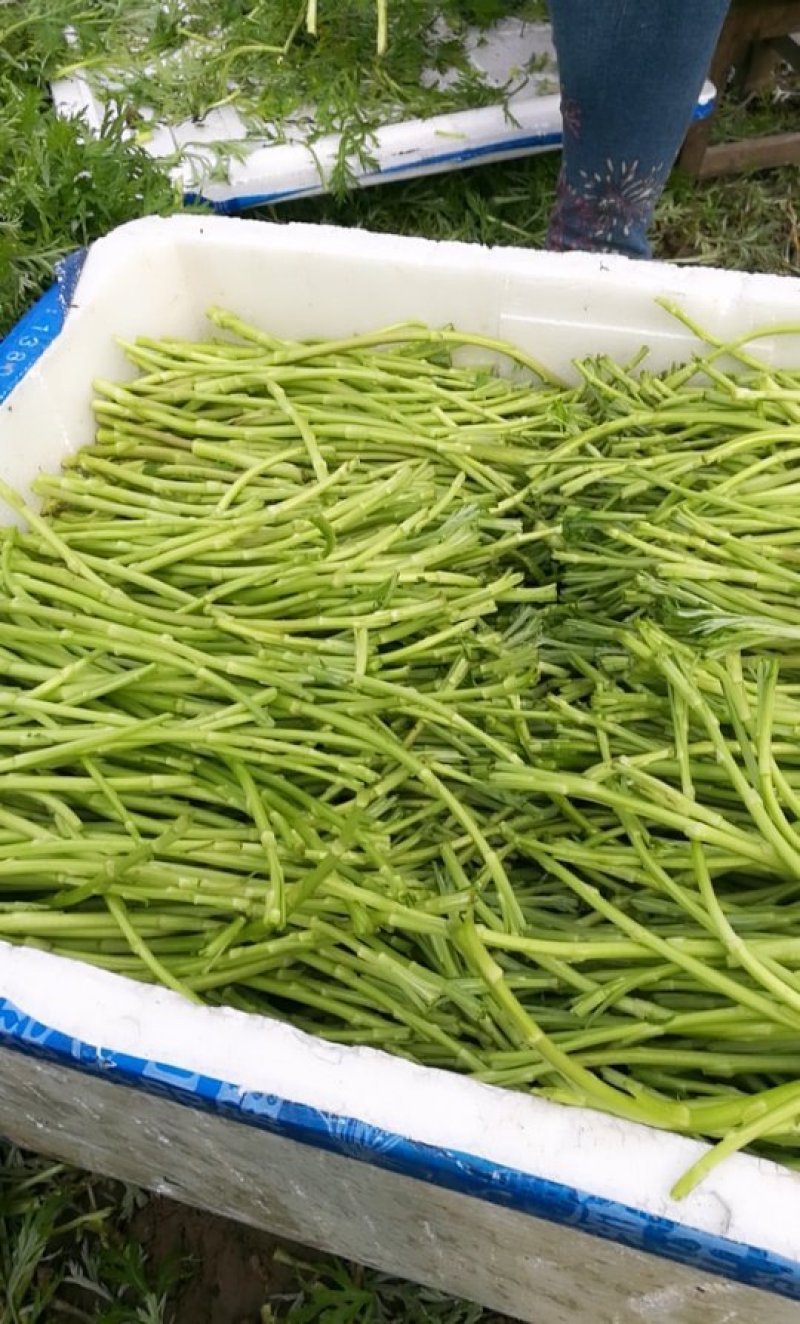 湖北荆州芦蒿