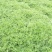 湖北荆州芦蒿