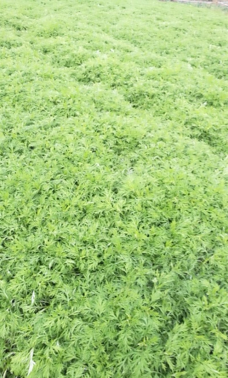 湖北荆州芦蒿