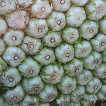 白菜