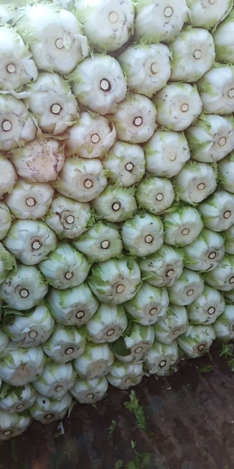 白菜