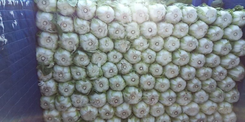 白菜