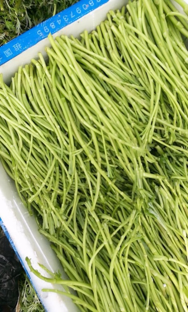 湖北荆州芦蒿