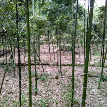 雷竹苗