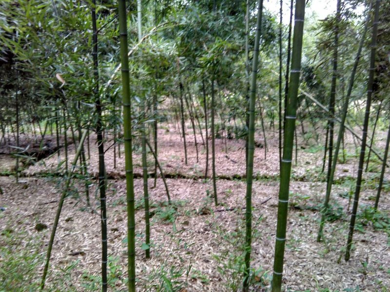 雷竹苗