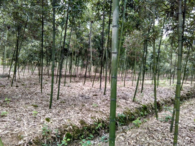 雷竹苗