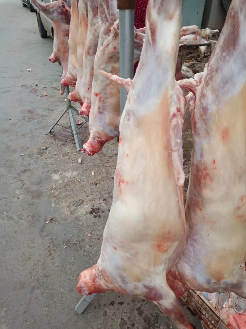 山羊肉烤全羊(8--18斤)每天现杀保证纯干