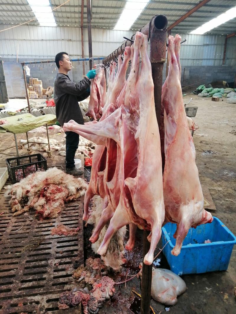 山羊肉烤全羊(8--18斤)每天现杀保证纯干