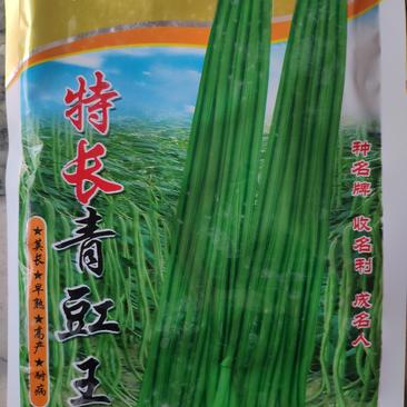 特长青豇豆王种子，豆荚长80cm，生育期100天200克