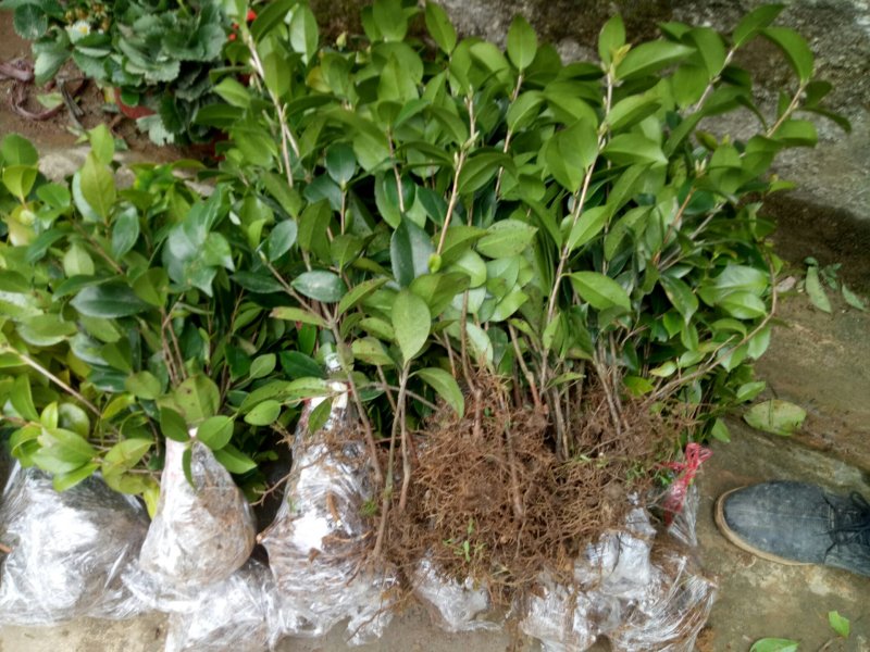 茶花苗茶花树苗红露珍爱茶花苗