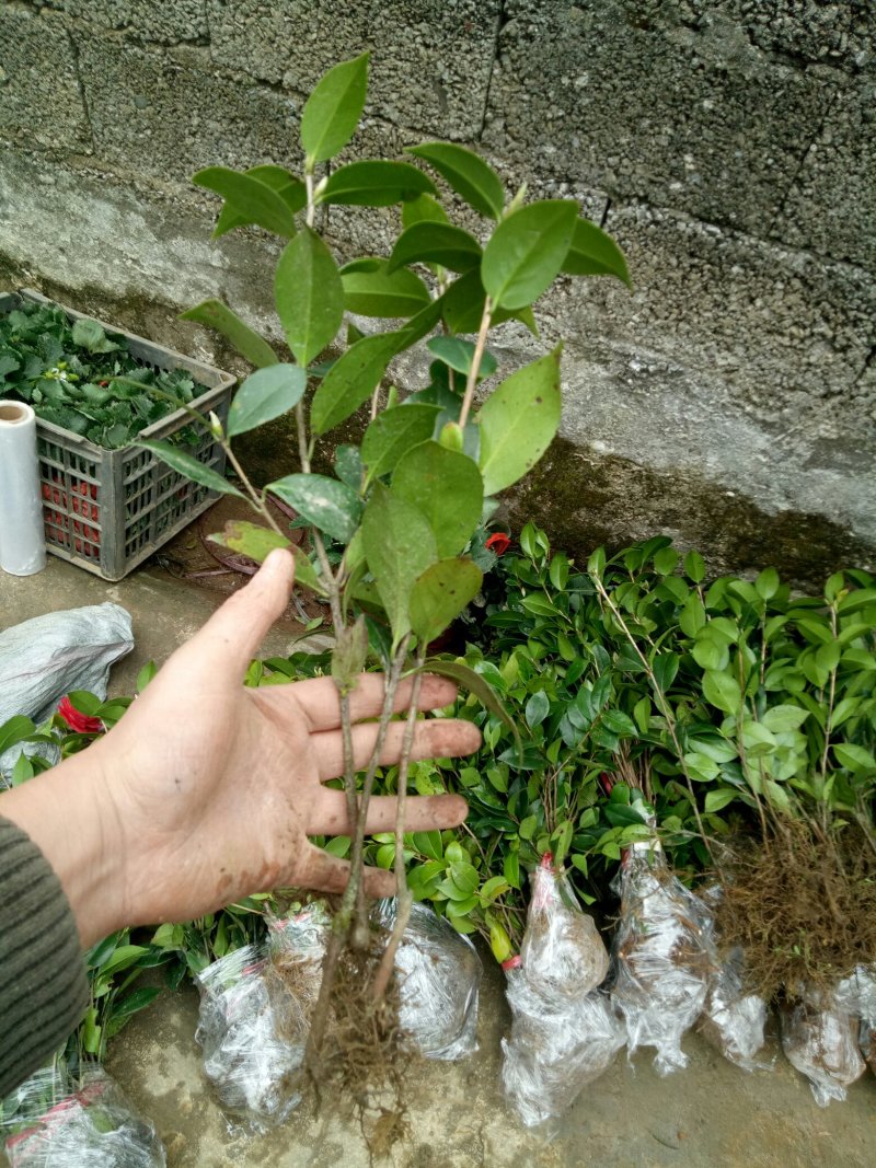 茶花苗茶花树苗红露珍爱茶花苗