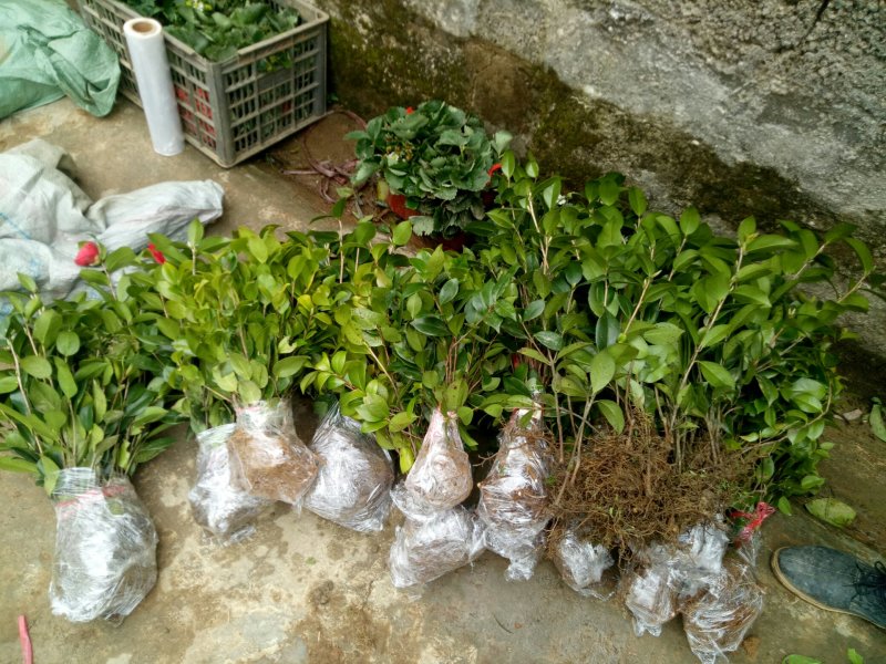 茶花苗茶花树苗红露珍爱茶花苗