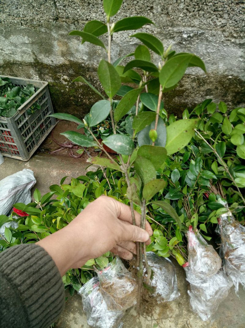 茶花苗茶花树苗红露珍爱茶花苗