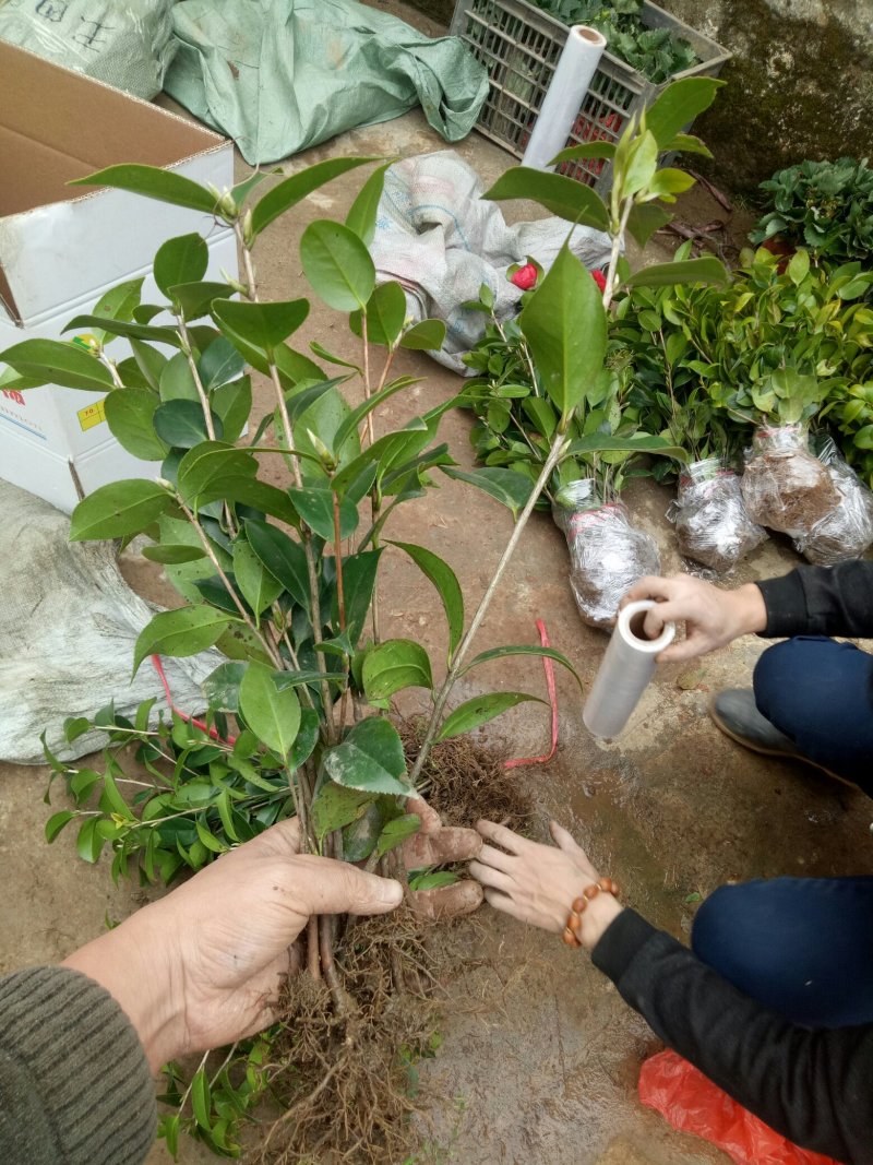 茶花苗茶花树苗红露珍爱茶花苗