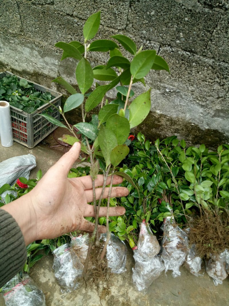 茶花苗茶花树苗红露珍爱茶花苗