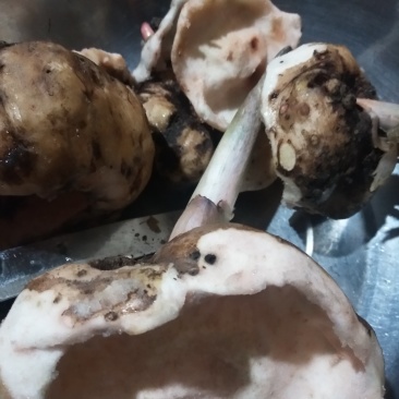 纯手工制作魔芋豆腐
