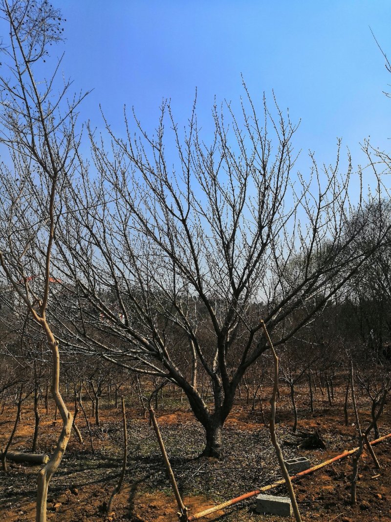 低价供应5-25公分樱花，树形好