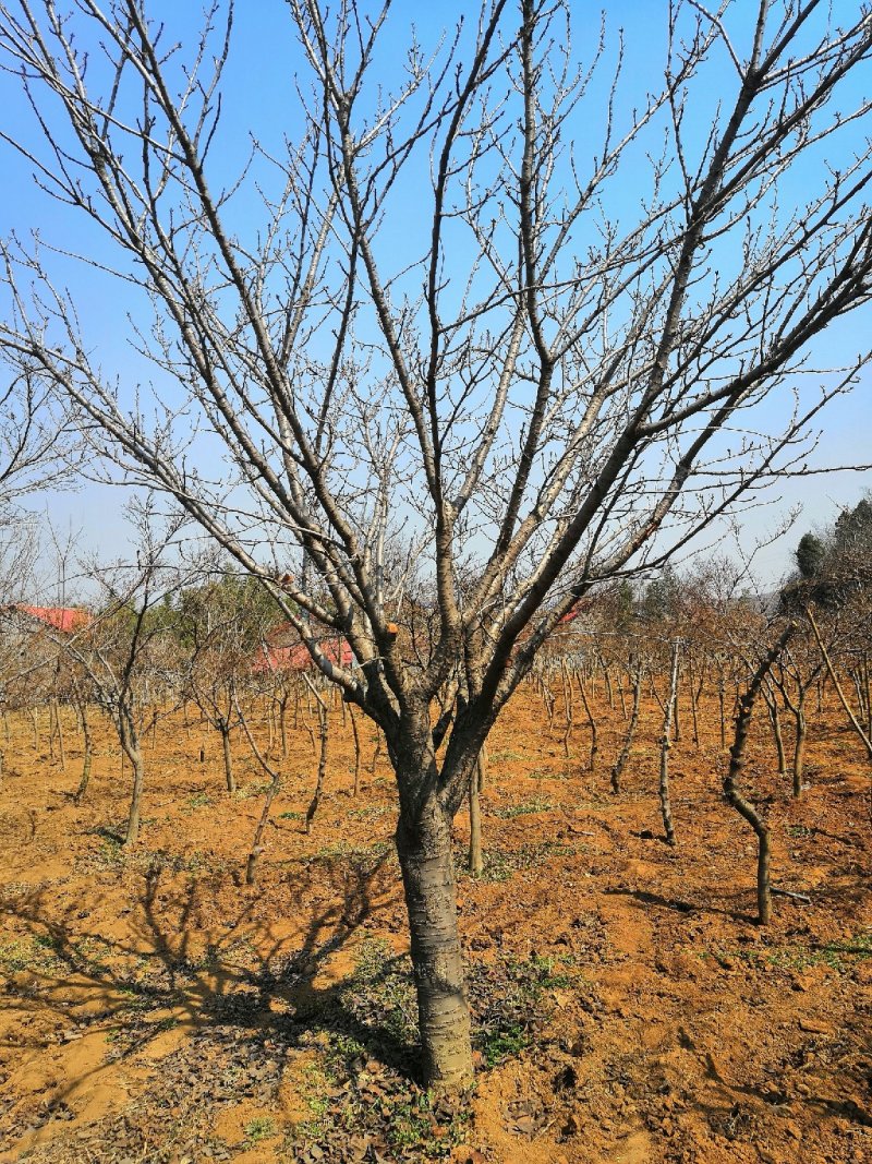低价供应5-25公分樱花，树形好