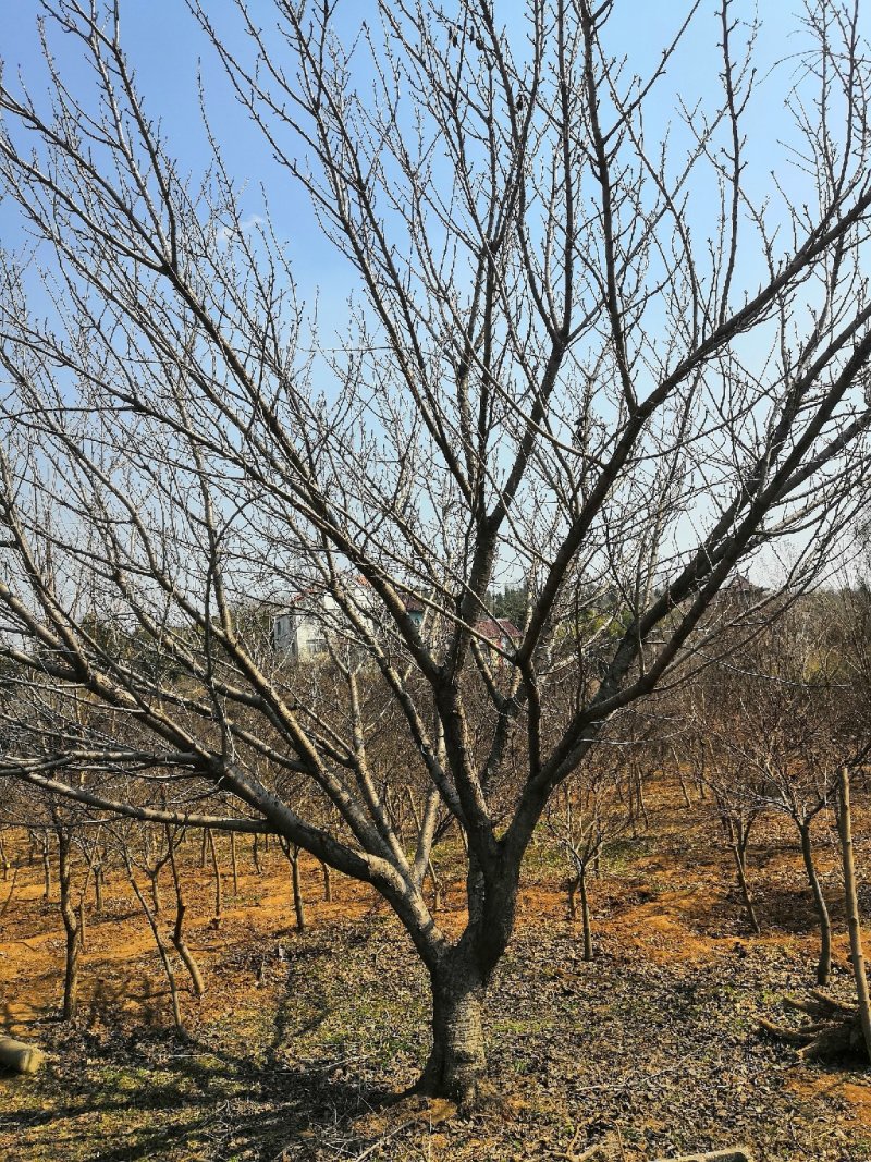 低价供应5-25公分樱花，树形好