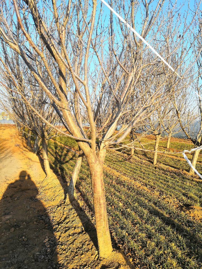 低价供应5-25公分樱花，树形好