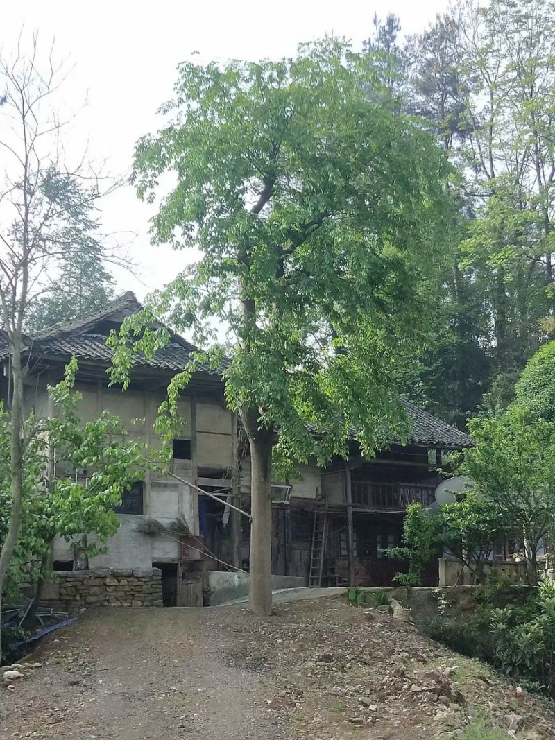 需要朴树老板联系我。30一50的直经