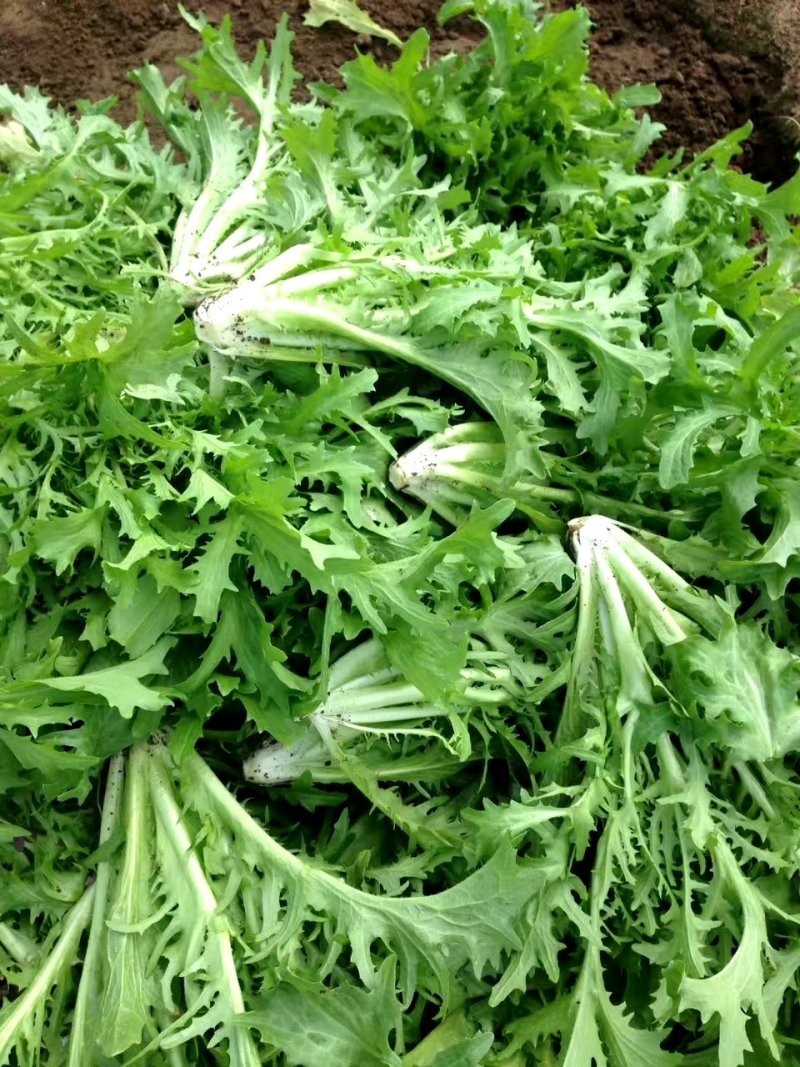 苦菊大叶苦菊黄芯苦菊，基地直供可视频看菜