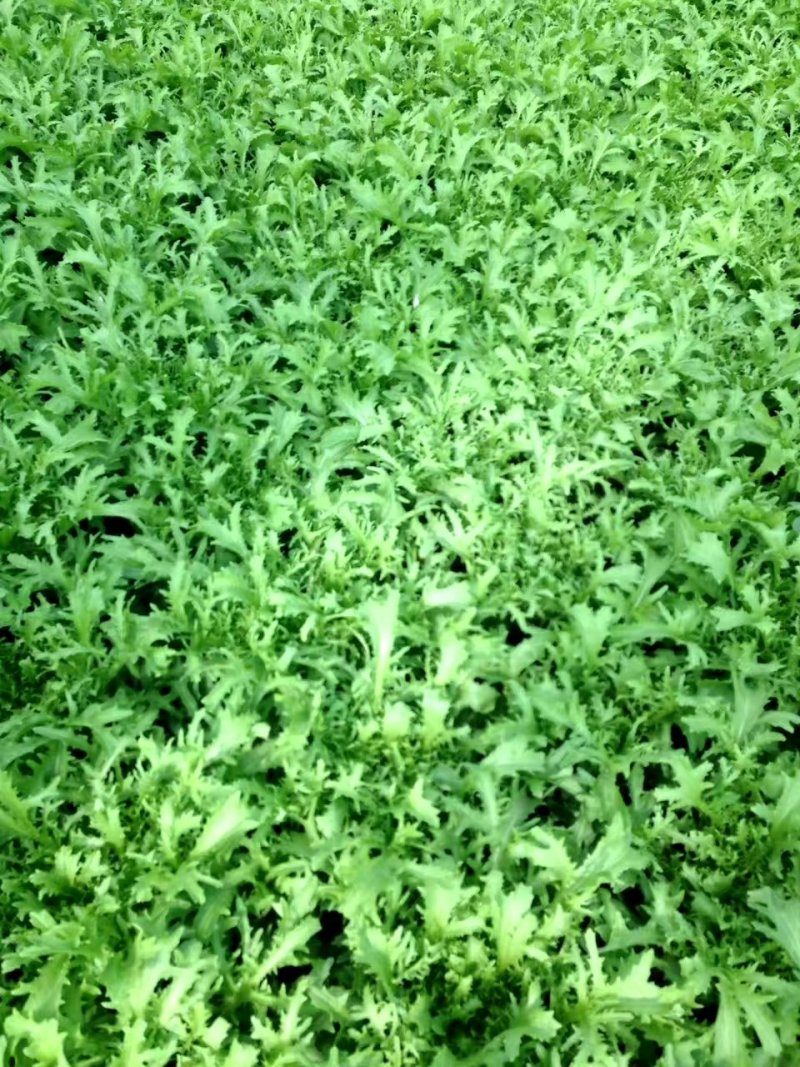 苦菊大叶苦菊黄芯苦菊，基地直供可视频看菜