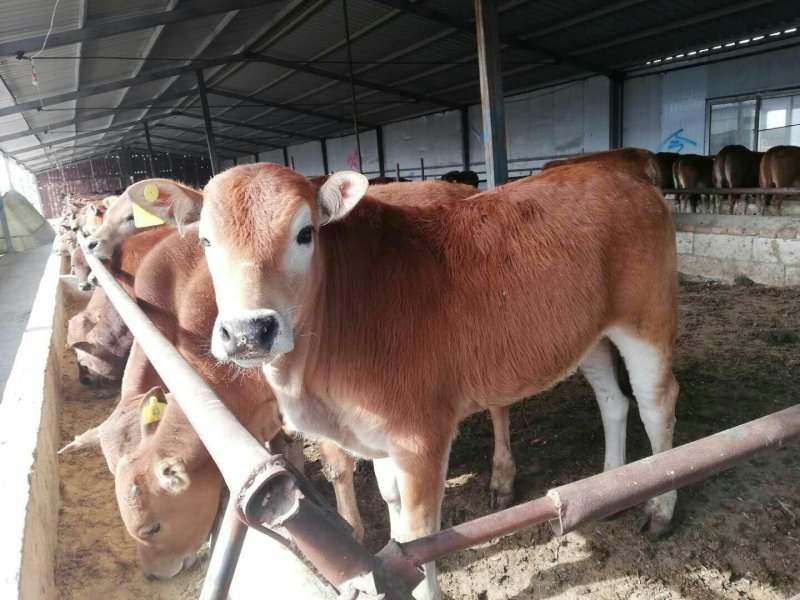鲁西黄牛犊包成活包回收赠送锄草机提供养殖技术